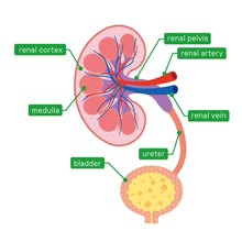 Optimises Renal Health